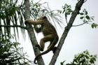 Ländliches Anwesen in Paraguay zu verkaufen